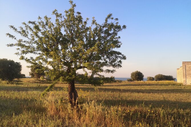Horseback Riding Through the Apulian Countryside - Weather and Traveler Limitations
