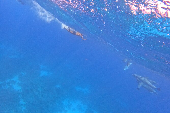Hurghada Speedboat Dolphin Watching and Snorkeling - Safety Guidelines