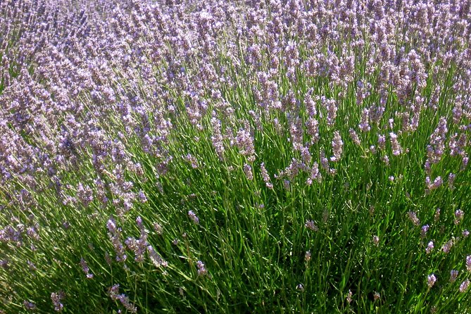 Hvar Lavender Small Group Tour - Pricing Details