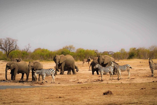 Hwange National Park Camping Safari From Victoria Falls (2 Nights) - Campfire Dinners and Activities