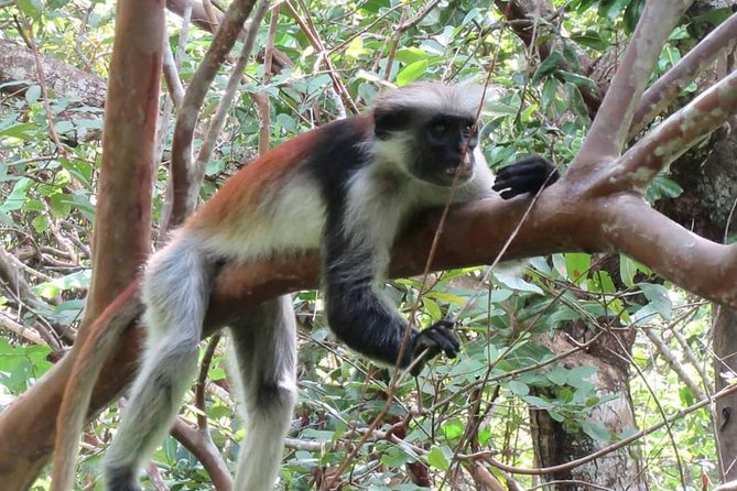 Jozan Forest Tour - Wildlife Encounters