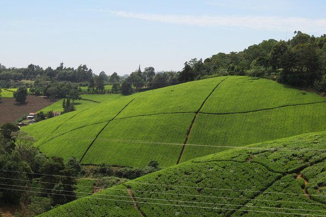Kiambethu Tea Farm Day Tour From Nairobi - Culinary Delights