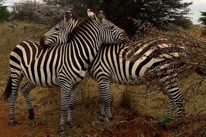 Lake Nakuru National Park Day Tour From Nairobi - Frequently Asked Questions