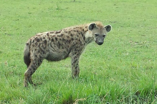 Lake Nakuru National Park Day Tour Via Lake Naivasha - Tour Highlights