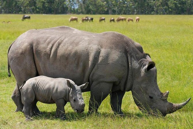 Lake Nakuru National Park Wildlife Private Day Tour From Nairobi