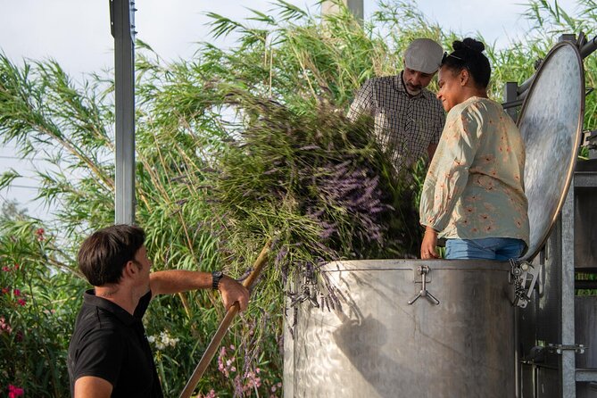 Lavender Harvesting and Distillation Workshop in Bellegarde - Pricing Details