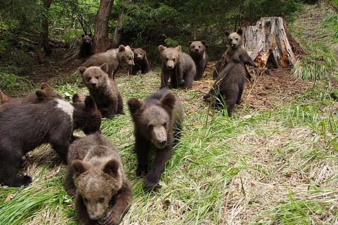 Libearty Bear Sanctuary and Dracula Castle From Brasov - Pickup Points