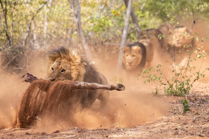 Lion & Wildlife Sanctuary Excursion Victoria Falls - Payment Options & Local Time