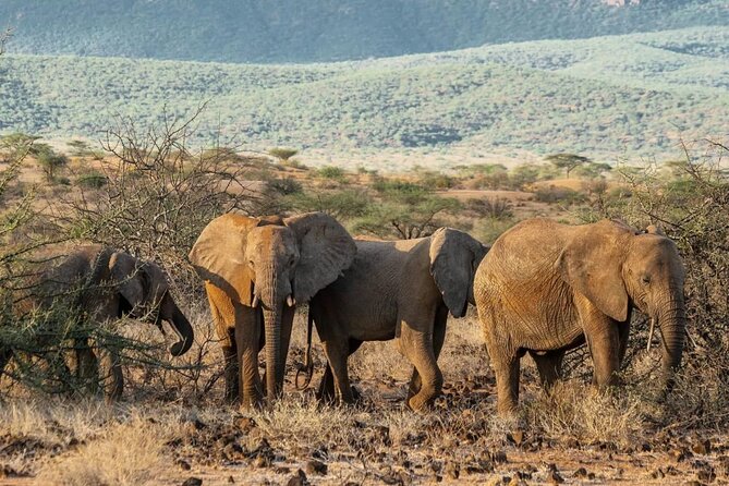 Maasai Mara 3 Day Guided Tour - The Sum Up