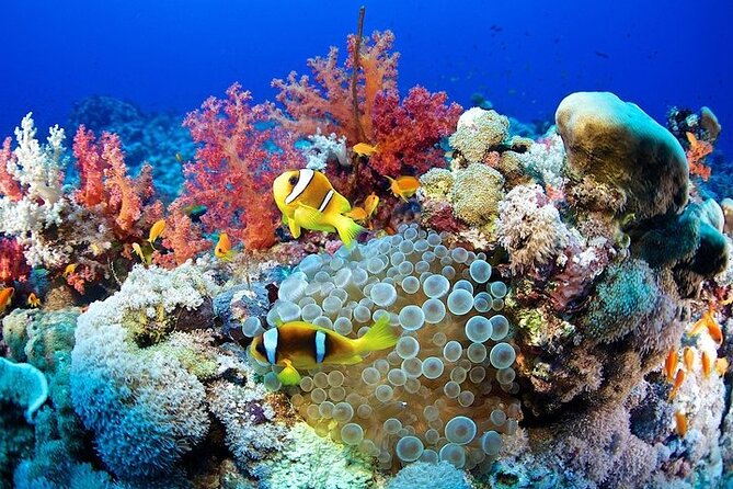 Marsa Mubarak Full Day & Turtle House Snorkeling Sea Trip With Lunch-Marsa Alam - Booking and Contact Info