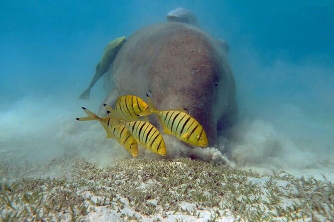 Marsa Mubarak Sea Snorkeling Boat Trip From Marsa Alam - Important Information