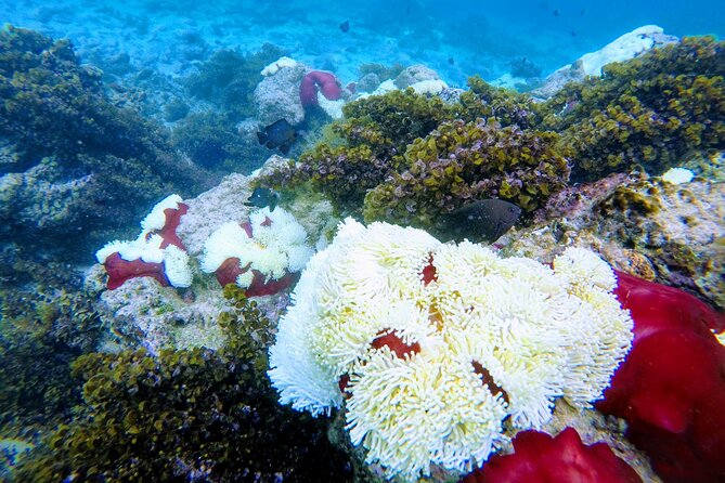 Mauritius Discovery Multi-Day Tour - Booking Information
