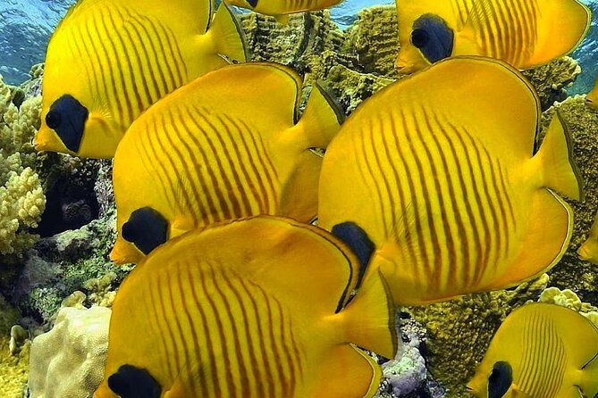Mnemba Snorkeling, Kuza Cave, Blue Lagoon, Starfish Tour, The Rock Restaurant - The Sum Up