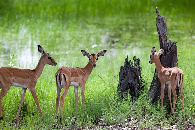 Mosi Oa Tunya Game Drive & Rhino Walk - Customer Reviews