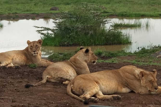Nairobi City Excursions and Highligts Guided Tour With Free Pick and Droop off - Pricing Information