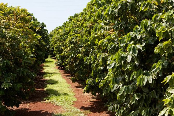Nairobi Day Tour to the Coffee Farm - Features and Group Size