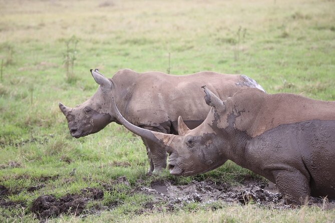Nairobi National Park and Giraffe Centre Guided Safari Tour - The Sum Up