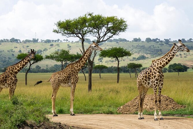 Nairobi National Park Game Drive - Tour Overview