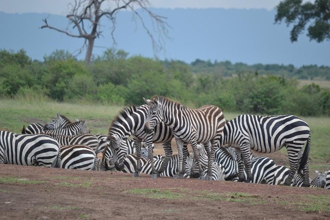 Nairobi National Park Game Drive - Operating Hours