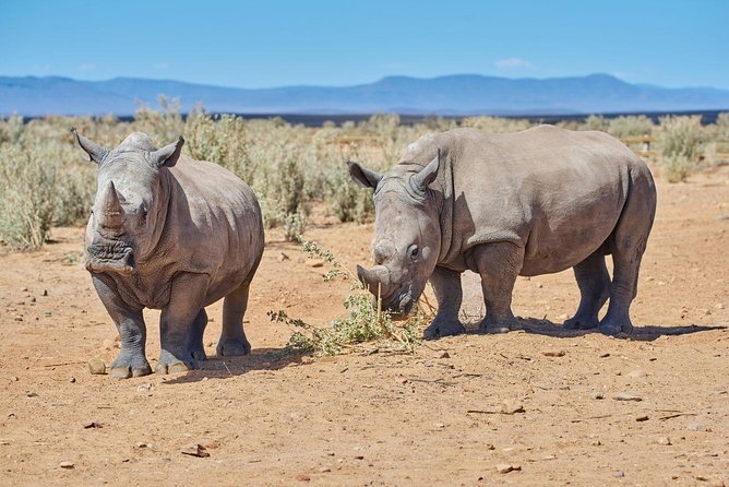 Nairobi National Park, Giraffe Center & Karen Blixen Museum - How to Book