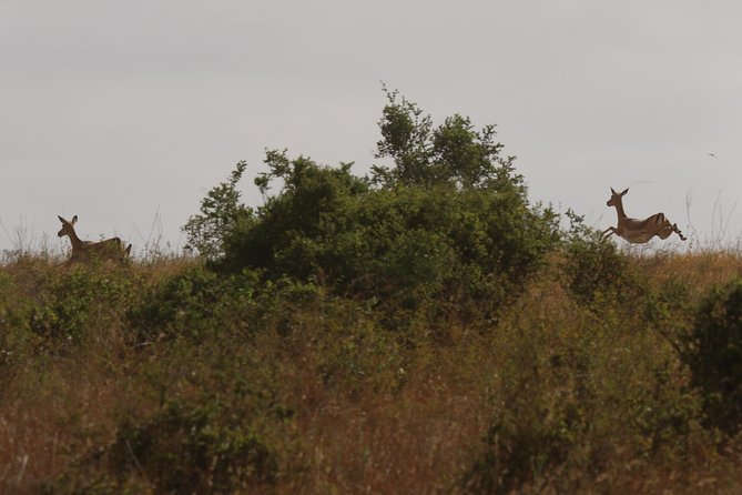 Nairobi National Park Guided Tour - Meeting and Pickup