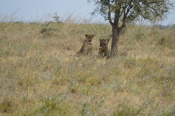 Nairobi National Park Half Day Tour - Tour Overview