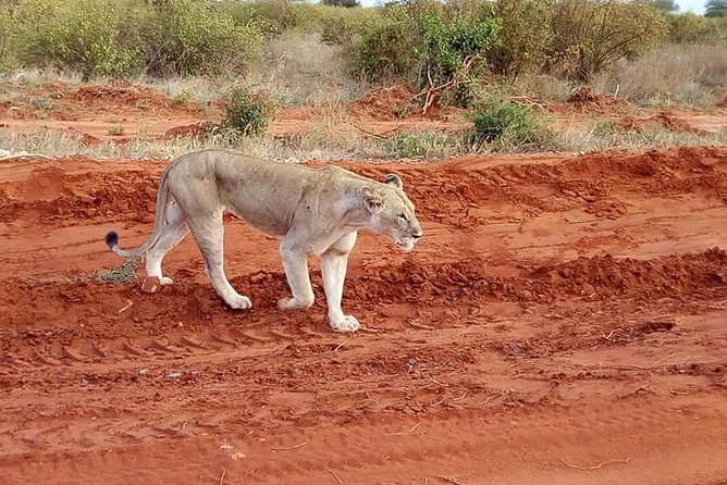 Nairobi National Park Tour - Tour Details