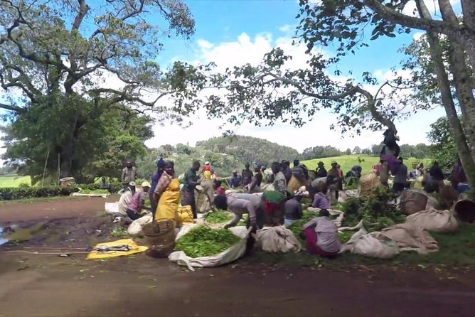 Nairobi to Kiambethu Tea Farm Tour - Additional Info