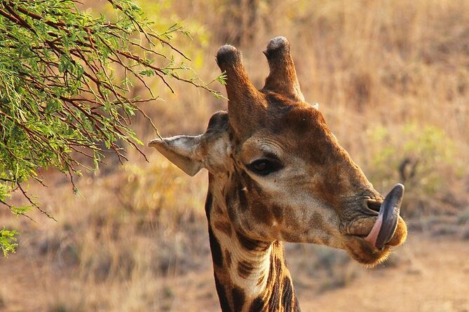 Nairobinational Park, Giraffe Center , Elephant and Blixen Museum - Karen Blixen Museum Tour