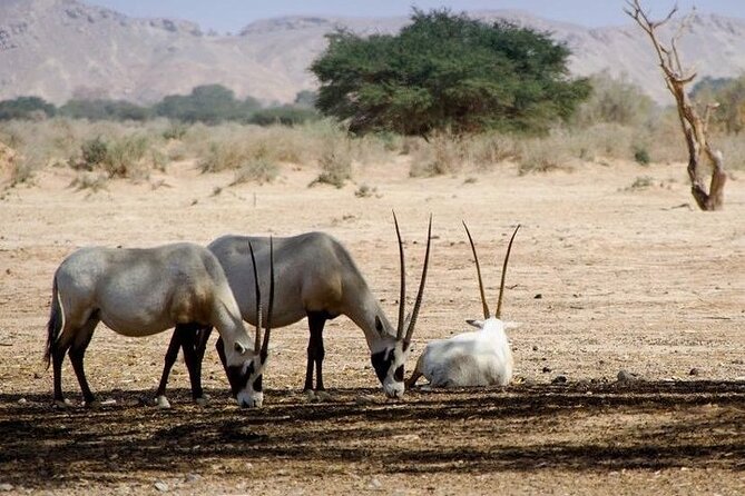 National Park Privat Safari Tour From Agadir and Taghazout - Tour Details