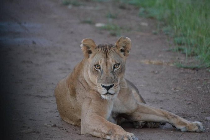 Ngorongoro Crater Day Trip Joining Safari From Arusha - Inclusions