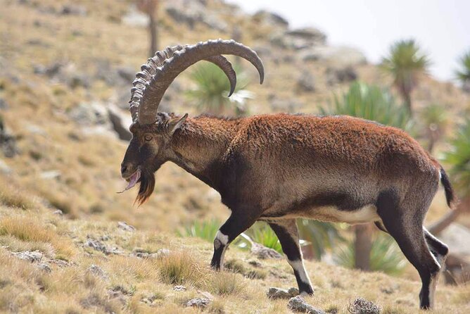 North Ethiopia Round Trip Tours From Addis Ababa - Accommodation Details