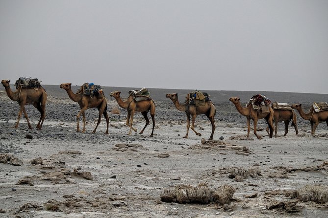 Northern Ethiopia And Danakil - Pickup Information and Start Time