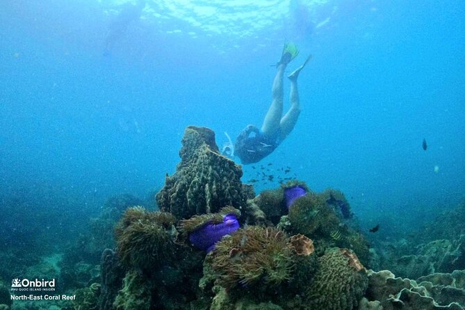 Onbird - PRIVATE ADVENTURE SNORKELING - Explore Half-Moon Reef & Coral Mountain - Booking Information
