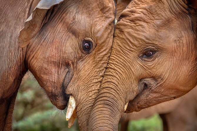 One Night (Mid-range) Amboseli National Park Safari - The Sum Up