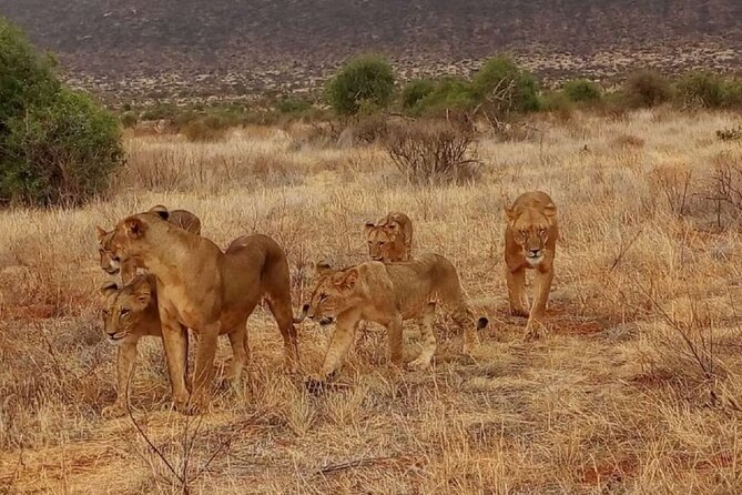 Overnight Tour to Tsavo East National Park From Mombasa