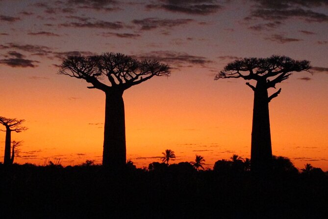 Private 9-Day Morondava Baobabs and Andasibe Lemurs Tour