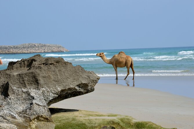 Private Caribian Orient (Swiming in Fazayeh Beach ) - Pricing Information