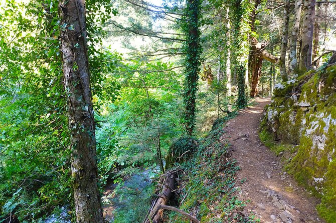 Private Day Tour From Athens to Pavliani Forest Park Trek - Trekking Experience Details
