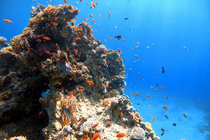 Private Diving Experience in The Heart of Red Sea in Aqaba - The Sum Up