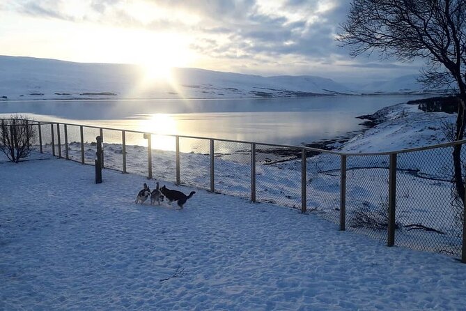 Private Dog Sledding in Akureyri - Booking Details