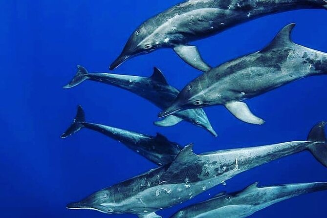 Private Dolphin Tour; Jozani Forest; Paje Beach; Kuza Cave & The Rock Restaurant - Reviews