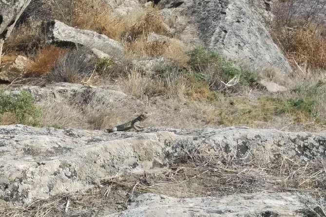 Private Gobustan Tour - Pricing and Booking Details