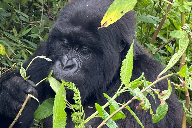 Private Gorilla Trekking Transfer From Kigali to Volcanoes N.Park - Customer Reviews