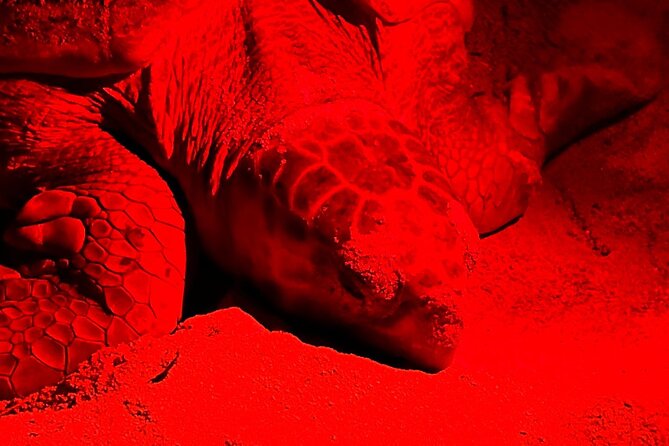 Private Guided Turtle Tour in Boa Vista - Accessibility and Health Requirements