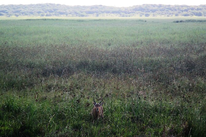 Private Maputo National Park Safari Day Tour With Pickup - Host Responses