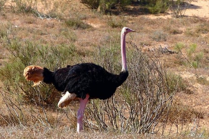 Private Safari in the National Park From Agadir and Taghazout - Additional Important Information