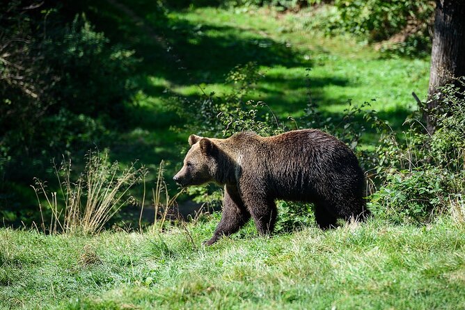 Private Tour Bear Sanctuary & City of Brasov One Day Trip - Tickets Included - Frequently Asked Questions