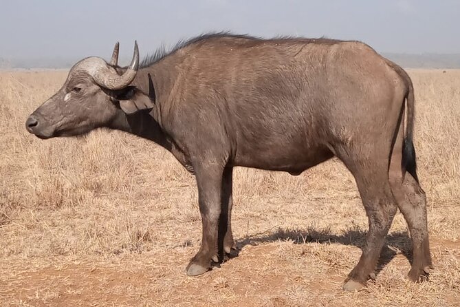 Private Tour of Tsavo East National Park From Mombasa - Getting There