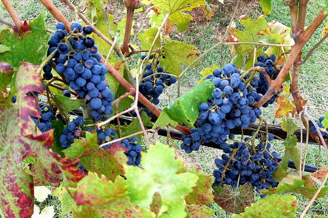 PRIVATE TOUR Savor Exquisite Wines: Brunello & Nobile Wine Tour - Tour Location: Florence, Italy